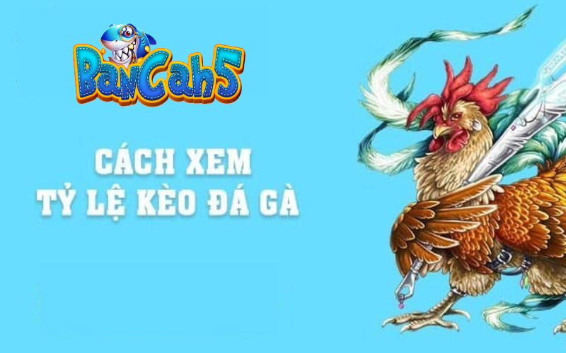 Tỷ lệ kèo đá gà chi tiết cho người chơi tại Bancah5