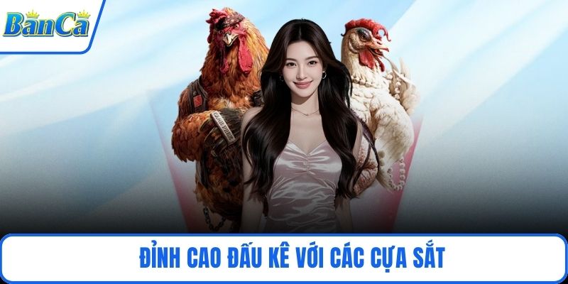 Đỉnh cao đấu kê với các cựa sắt